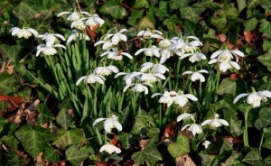 snowdrops